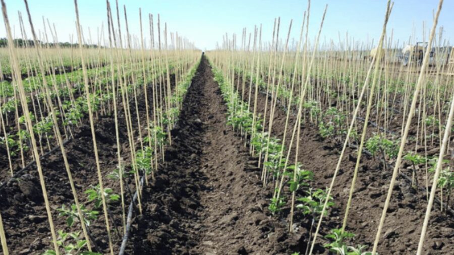 Plantenstokken op grote schaal in gebruik