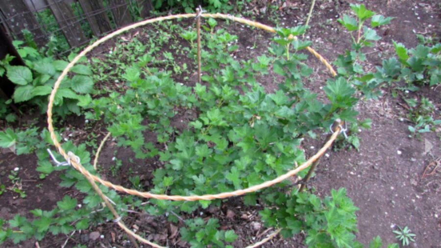 Plantgeleider van glasvezelcomposiet in de tuin